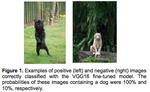 CrowdPet: deep learning applied to the detection of dogs in the wild