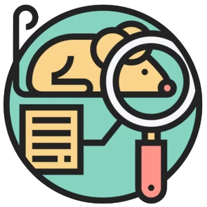 Dental fluorosis in rats featured image