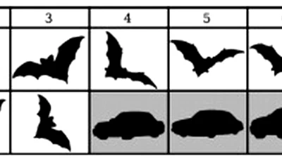 A new shape descriptor based on tensor scale featured image