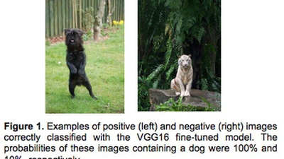 CrowdPet: deep learning applied to the detection of dogs in the wild featured image