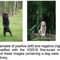 CrowdPet: deep learning applied to the detection of dogs in the wild