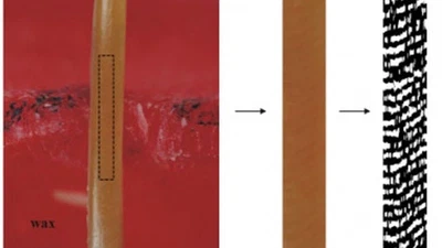 Fluorosis in rats exposed to oscillating chronic fluoride doses featured image