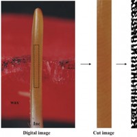 Fluorosis in rats exposed to oscillating chronic fluoride doses